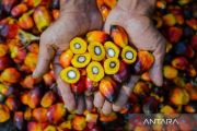 PTPN IV PalmCo catat pertumbuhan premium price 148%