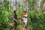 Sumsel bantu petani jagung naikkan produksi perkuat ketahanan pangan