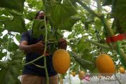 BUMDes Kuntum Mekar di Bogor buka wisata petik melon langsung dari kebun