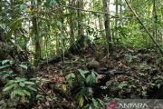 TNI tembak mati tiga anggota OPM di Maybrat