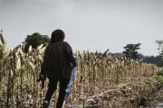 Gunungkidul distribusikan  128,9 ton bantuan benih jagung dari pusat