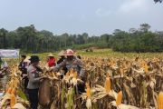 Polres dan petani Anambas perkuat ketahanan pangan jagung