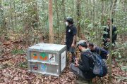 Eight orangutans rescued from W Kalimantan fires released into wild