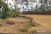 Saat masyarakat agraris di Wonogiri bangkit atasi kekeringan