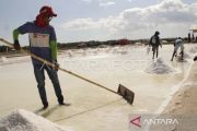 Produksi garam rakyat di NTT meningkat menjadi 20.542 ton
