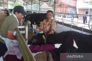 Pemkab Batang minta peternak waspada gejala brucellosis sapi perah karena bisa keguguran