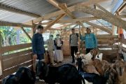 Pemkab Kolaka salurkan bantuan kambing guna tingkatkan kesejahteraan dan ekonomi peternak