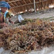 KONEKSI dorong hilirisasi rumput laut untuk ekonomi biru NTB