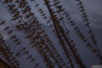 Indonesia warns of Nipah virus risk from migrating birds, bats