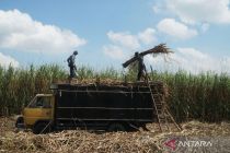 Indonesia maps out 920,000 ha of land for ethanol production push