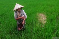 Prabowo reports 20 percent fertilizer price cut, higher farmer welfare