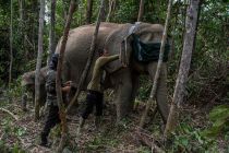 Riau monitors elephant movements with GPS tracking