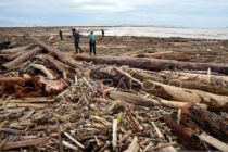 Indonesia probes 12 firms over deadly Sumatra floods