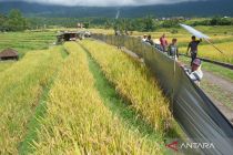 Indonesia pushes ASEAN food, energy security cooperation