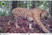 Four Sumatran tigers spotted as Bukit Tigapuluh ecosystem thrives