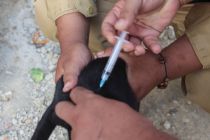 Banten rabies-free for 14 consecutive years with strict surveillance