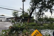 Tim Arborist dikerahkan untuk selamatkan ekosistem pohon di Makassar