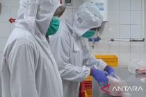 BKHIT Maluku pastikan ikan bebas virus melalui uji laboratorium