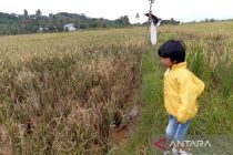 Mahakam Ulu lanjutkan cetak sawah kejar target 141 hektare