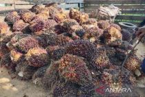 Indonesia introduces new palm oil export rules ahead of 2027 shift