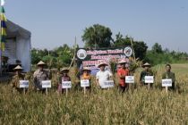 Bupati Sleman harap tradisi "wiwitan" lestari dan pertanian makin maju