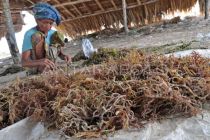KONEKSI dorong hilirisasi rumput laut untuk ekonomi biru NTB