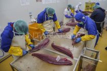 Indonesia ships first frozen tuna loin export from Maluku to Thailand