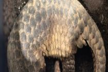 Indonesia targets international network in pangolin smuggling case