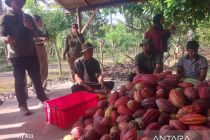 Sistem koperasi buat harga panen kakao petani Jembrana stabil