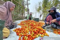 Pemkot manfaatkan 46 hektare lahan pertanian untuk program Palu Mapan