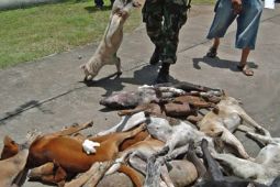Seorang anak meninggal terkena gigitan anjing rabies