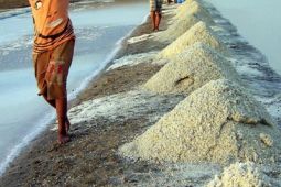 Tajuk ANTARA NTB - Hilirisasi garam NTB, Tantangan atau peluang?