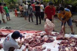 DAGING KURBAN