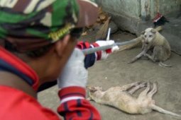 PERBURUAN ANJING