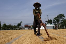 Pemkab Lamongan dorong harga gabah tingkat petani sesuai HPP