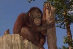 Orang Utan