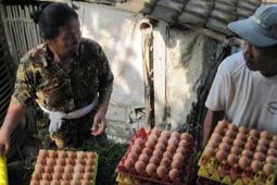HARGA TELUR MEROSOT