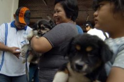 PEMANTAUAN RABIES.