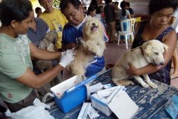 Bengkulu Kekurangan 90 Ribu Vaksin Rabies