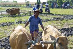 LOMBA BAJAK SAWAH