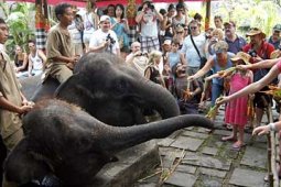 BERINTERAKSI DENGAN GAJAH