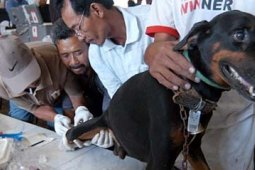 SAMPEL DARAH ANJING