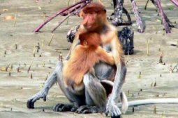Bekantan Terancam Punah