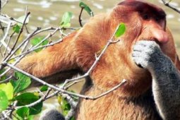 Misteri Bekantan Pulau Kumala