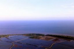 Mangrove Mahakam Parah