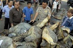 PERDAGANGAN PENYU DIGAGALKAN