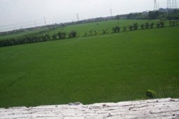 Harga Gabah di Lebak Melonjak