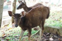 Rusa Sambar KRUS