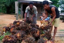 Petani Sukses Kutim
