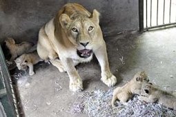 KELAHIRAN SINGA AFRIKA